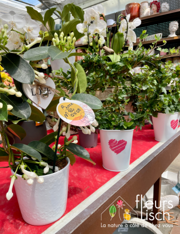 plante fleurie INTERIEUR