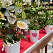 plante fleurie INTERIEUR
