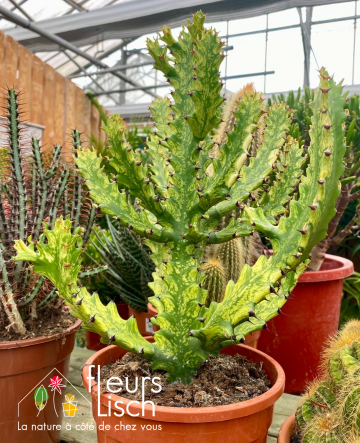 Euphorbia Lactea Variegata