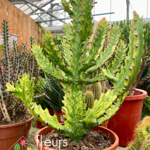 Plantes vertes spécifiques