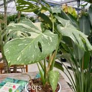 Monstera Thai