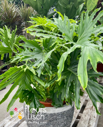 Philodendron Selloum Cum Laude