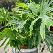 Philodendron Selloum Cum Laude