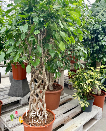 Ficus Exotica natte