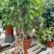 Ficus Exotica natte