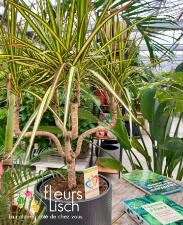 Dracaena Sunray Chandelier