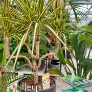 Dracaena Sunray Chandelier