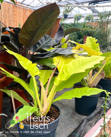 Philodendron Yellow saw