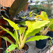 Philodendron Yellow saw