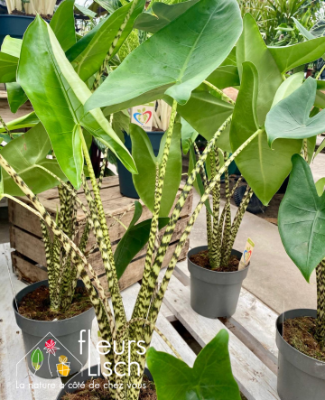 Alocasia Zebrina