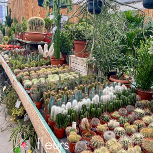 Plantes vertes vues d'ensemble