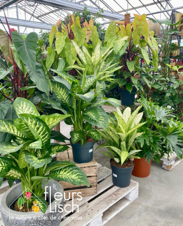 Philodendron