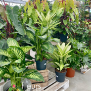 Philodendron