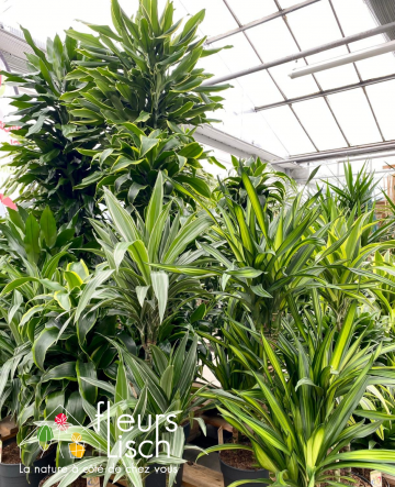 Dracaena