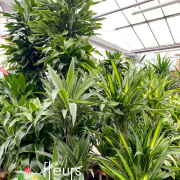 Dracaena