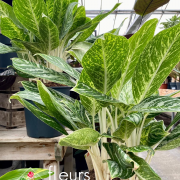 Plantes vertes Fleurs Lisch