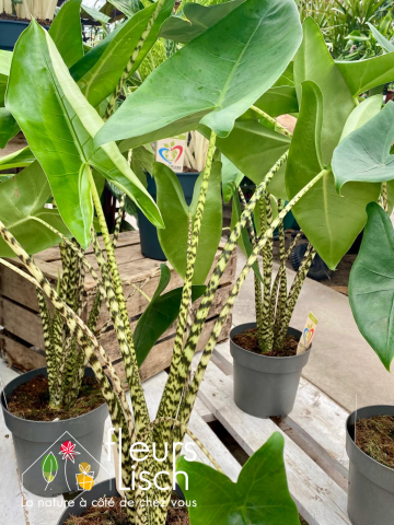 Plantes vertes Fleurs Lisch