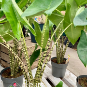 Plantes vertes Fleurs Lisch