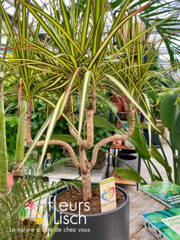 Plantes vertes Fleurs Lisch