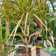 Plantes vertes Fleurs Lisch