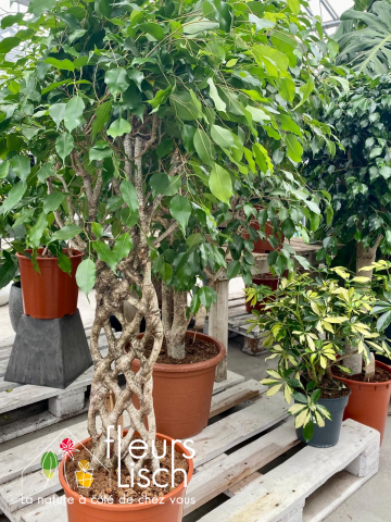 Plantes vertes Fleurs Lisch