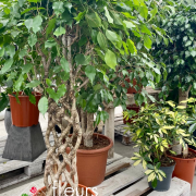 Plantes vertes Fleurs Lisch