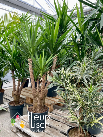 Plantes vertes Fleurs Lisch
