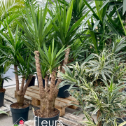 Plantes vertes Fleurs Lisch