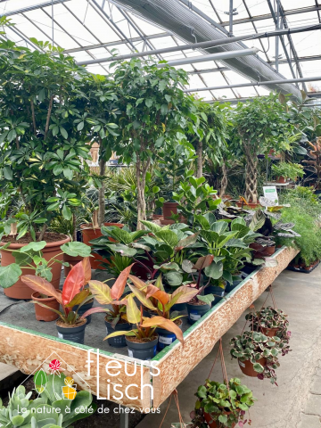 Plantes vertes Fleurs Lisch