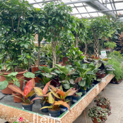 Plantes vertes Fleurs Lisch