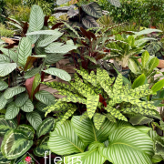 Plantes vertes Fleurs Lisch