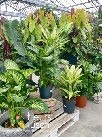 Plantes vertes Fleurs Lisch