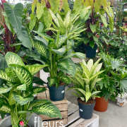 Plantes vertes Fleurs Lisch