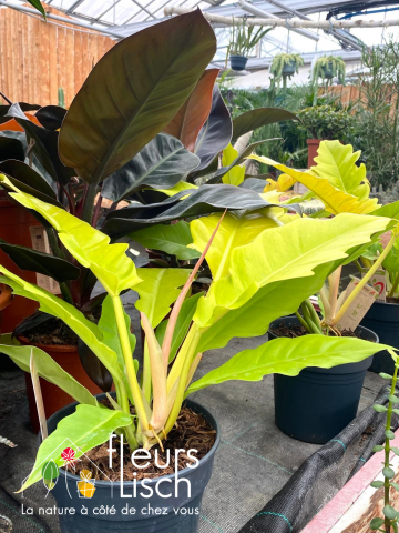 Plantes vertes Fleurs Lisch