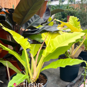 Plantes vertes Fleurs Lisch