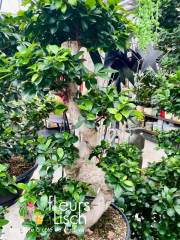 Plantes vertes Fleurs Lisch