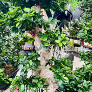 Plantes vertes Fleurs Lisch