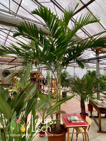 Plantes vertes Fleurs Lisch