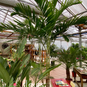 Plantes vertes Fleurs Lisch