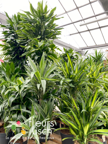 Plantes vertes Fleurs Lisch