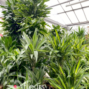 Plantes vertes Fleurs Lisch