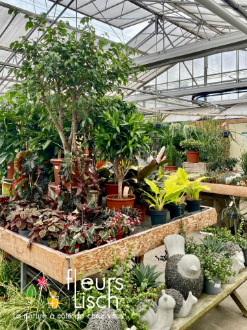 Plantes vertes Fleurs Lisch