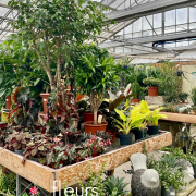 Plantes vertes Fleurs Lisch