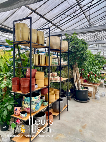 Plantes vertes Fleurs Lisch