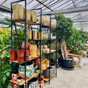 Plantes vertes Fleurs Lisch