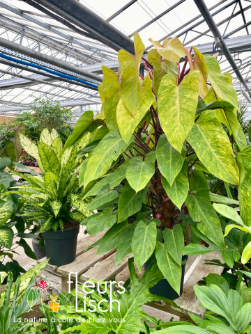 Plantes vertes Fleurs Lisch