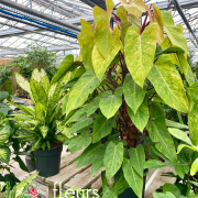 Plantes vertes Fleurs Lisch