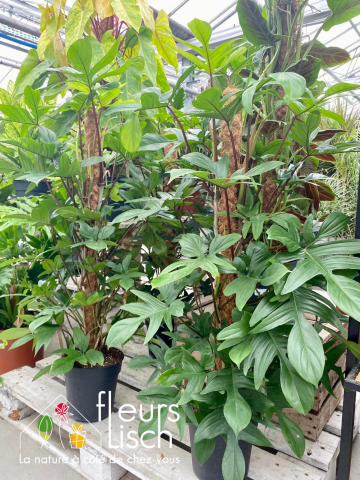 Plantes vertes Fleurs Lisch