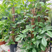 Plantes vertes Fleurs Lisch