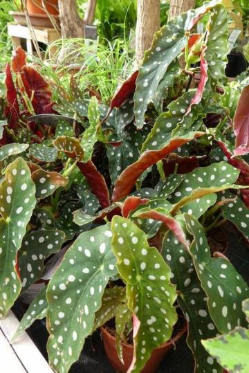 Plantes vertes Fleurs Lisch